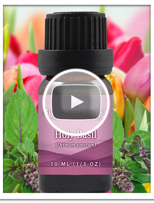 Holy Basil Essential Oil Single