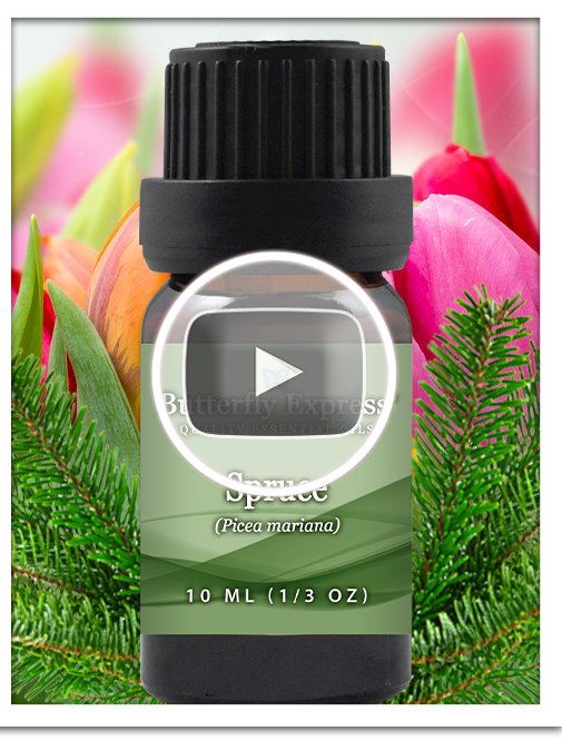 Spruce Essential Oil Single